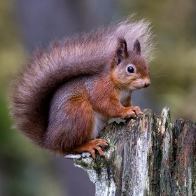 2nd: Red Squirrel by Mike Smith