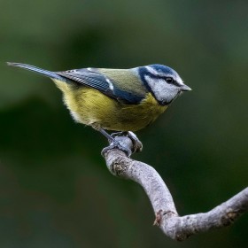 Highly Commended: Blue Tit by Mike Smith