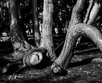 Tree Trunks by Hilda McInerney