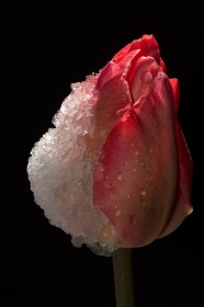 Iced Tulip by Robert Acton