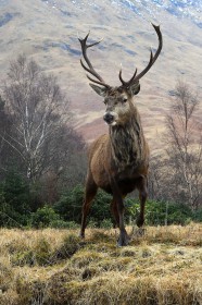 Stag by Philip McKeever