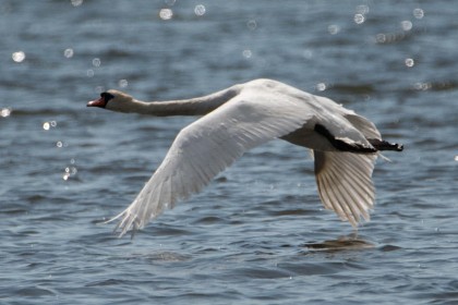 Swan by Frank Kenny