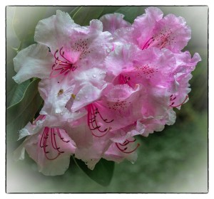 Rhodendron by Jean Hartin