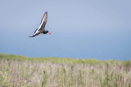 3rd: Oyster Catcher by Rory Wallace