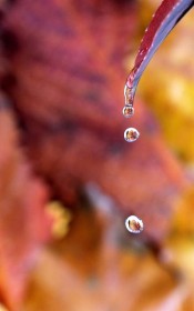 1st: Drops of Autumn Colour by Robert Acton