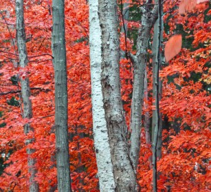 3rd: Autumn Colour by Jean Clarke