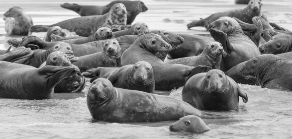 Highly Commended: Seals on Monomoy Island by Gerry Moloney