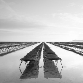 Oyster Beds by Trevor Stafford