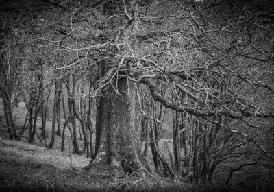 Twisted Branches by Jean Hartin