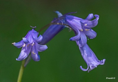 Fading Bluebells by Frank Gaughan