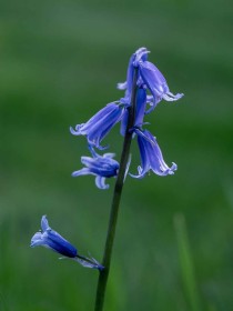 Kilmacurragh Bluebell by Jean Hartin