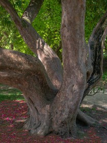 Kilmacurragh Tree by Jean Hartin