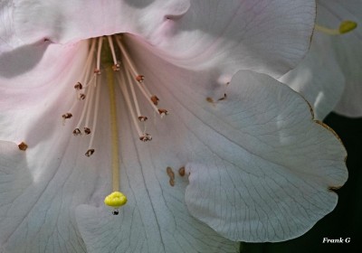 Life inside a Flower by Frank Gaughan