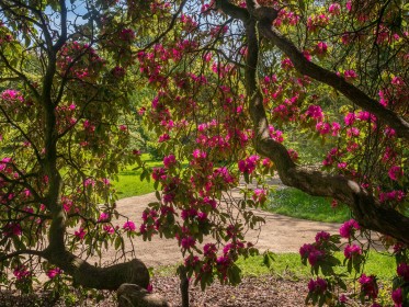 Rhodendron Curtain by Jean Hartin