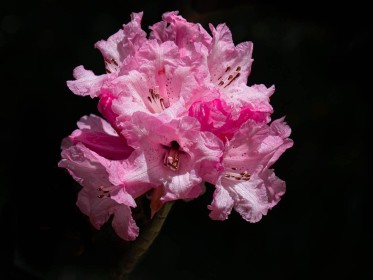 Rhododendron by Jean Hartin