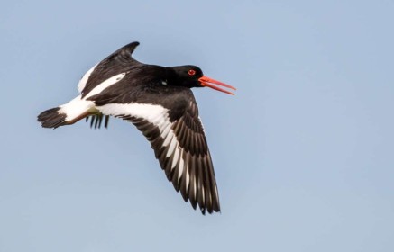Oyster Catcher by Robbie O'Leary