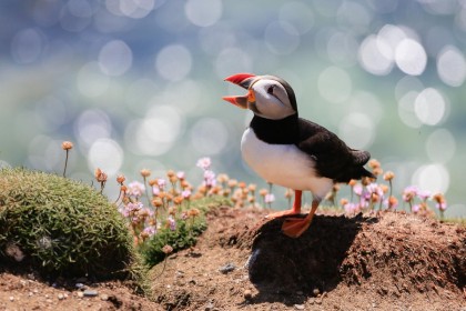 Puffin by Olive Gaughan