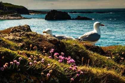 Seagulls by Pat Divilly