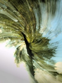 Swirly Tree by Nigel Leyland
