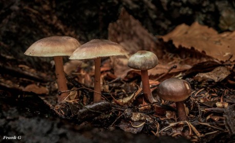 Fungi in Wicklow by Frank Gaughan