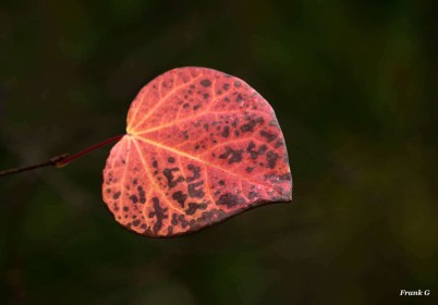 The last Leaf of Autumn by Frank Gaughan