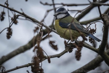Blue Tit by Mike Smith