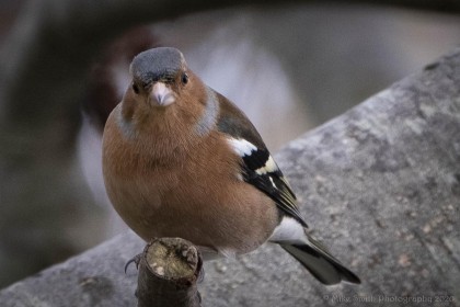 Chaffinch (Male) by Mike Smith