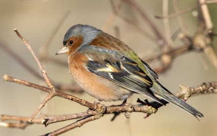 Chaffinch by Robert O'Leary