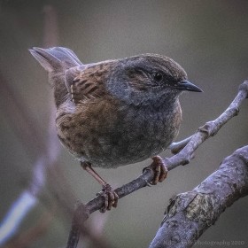Dunnock by Mike Smith