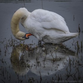 Mute Swan by Mike Smith