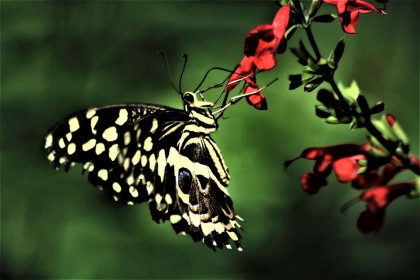 3rd: Butterfly by Katherine O’Boyle