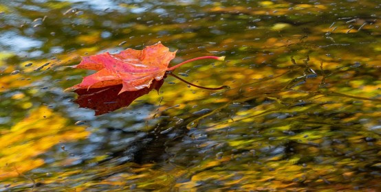 Highly Commended: Leaf Reflections by Peter Brennan