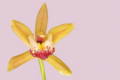 Highly Commended: Cymbidium Orchid by Mike Smith