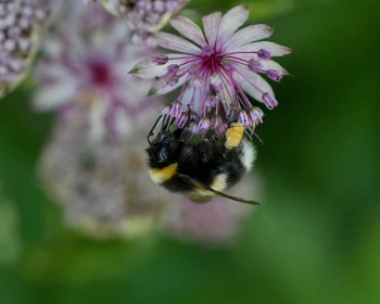 Highly Commended: Garden Life - Bumble Bee! by John Staunton