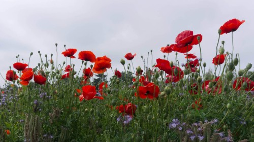 Highly Commended: Local Poppys by Aoife Carty