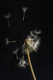 Highly Commended: Stages of Life - A Dandelion by Liz Roulston