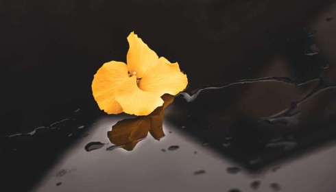 Highly Commended: Yellow Flower after the Rain by Peter Brennan
