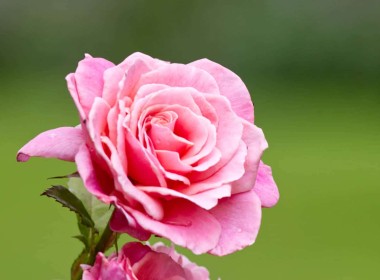 Pink Rose by Jean Clarke