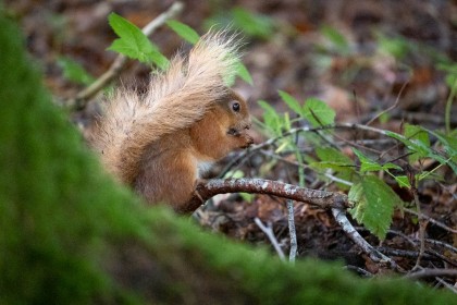 Red Squirrel by Olive Gaughan