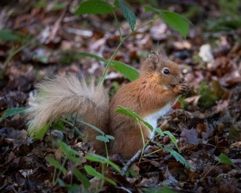 Red Squirrel by Olive Gaughan