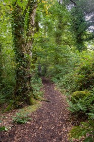 Woodland Path by Sylvia Hick