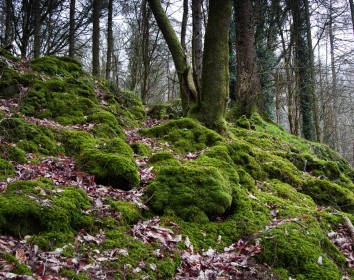 Moss covered rocks and trees by Jean Clarke