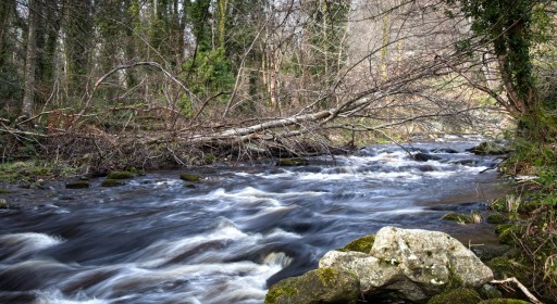 Deadfall over Glencullen River by Jean Clarke