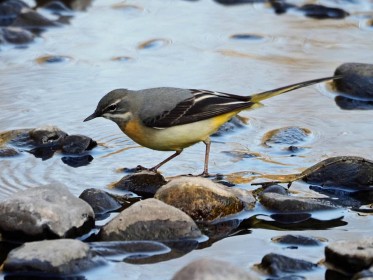 Wagtail at Dodder by Ger Connell