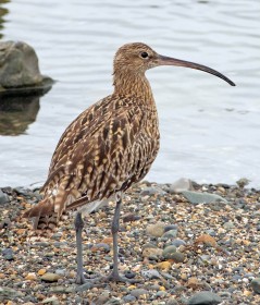 Curlew by Robert O'Leary