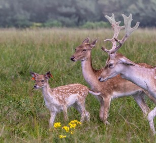 Deer Family by Jean Hartin