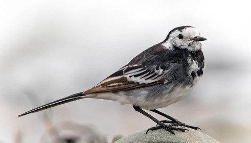 Pied Wagtail by Robert O'Leary