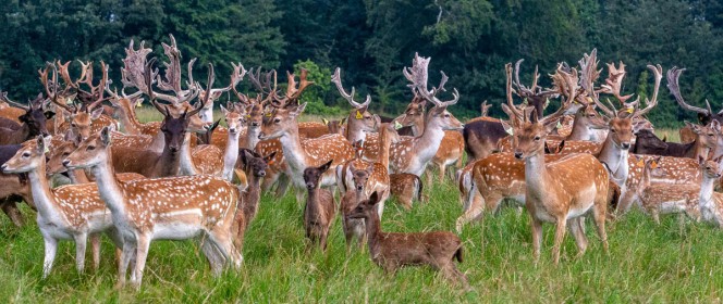 Stags, Does & Fawns by Jean Hartin