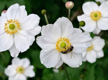 Bee on an Anenomes by Joe Tulie