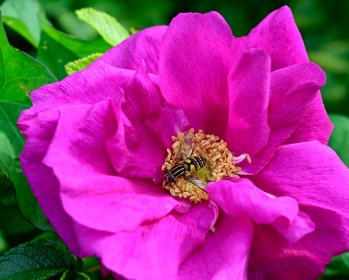 Hover Fly on a Rose by Joe Tulie